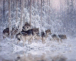 A pileup of five wolves at a
busy winter intersection.
- creator unknown